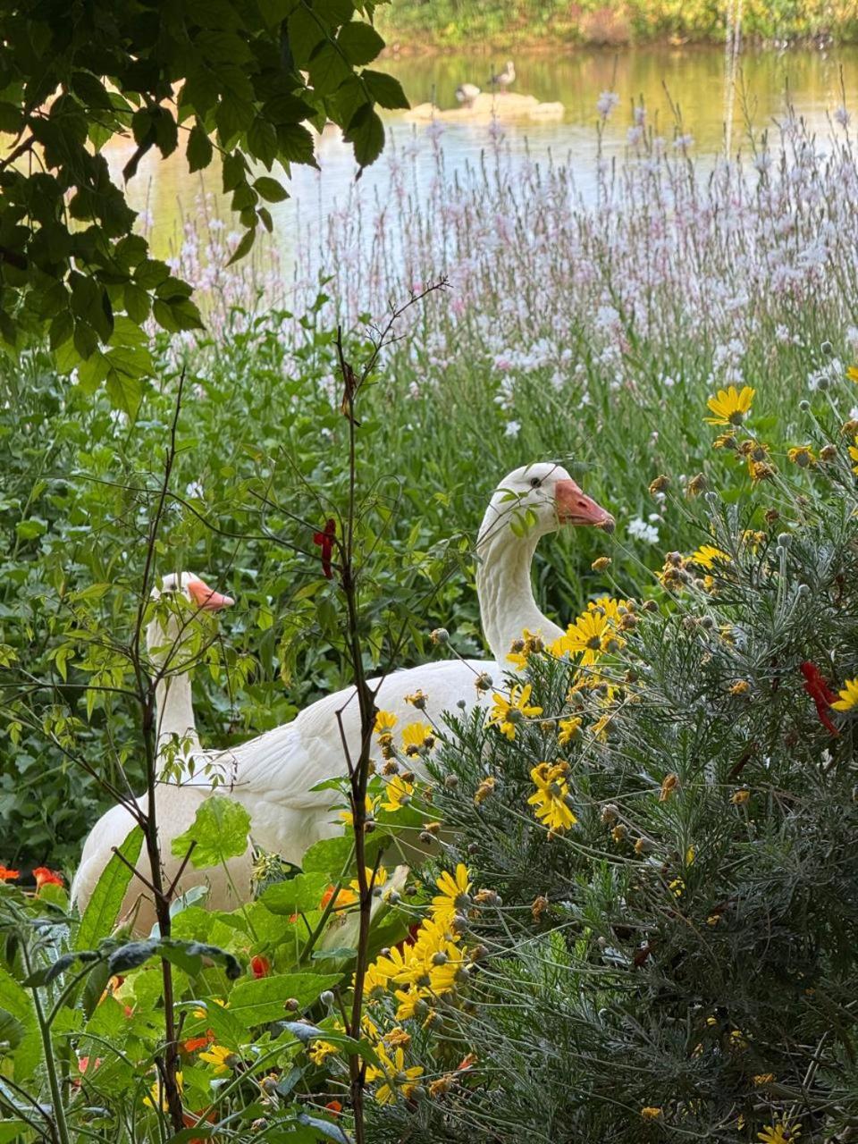 Middelplaas Paarl Guesthouse Екстериор снимка